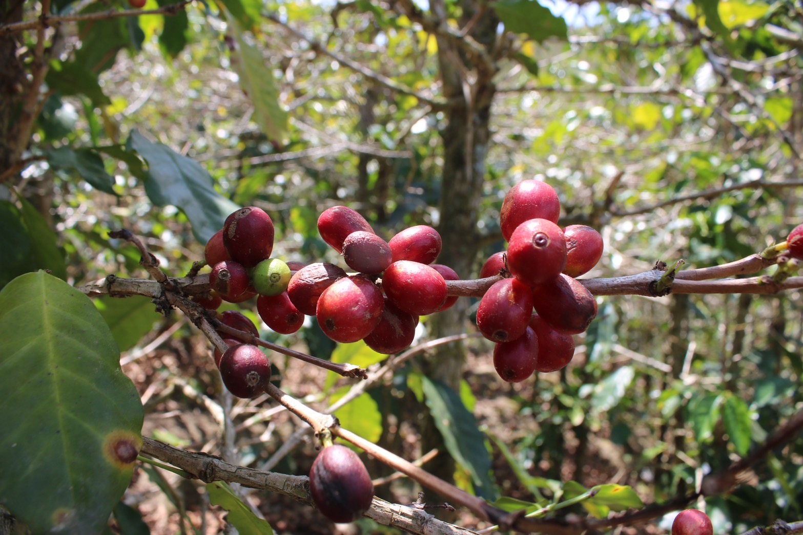 FROM CASCARA フロムカスカラ メインビジュアル
